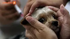 Gubernur Bali Made Mangku Pastika meminta masyarakat untuk mengandangkan hewan peliharaan mereka, terutama anjing. Hal itu seiring posisi daerah setempat masuk zona merah kasus rabies.