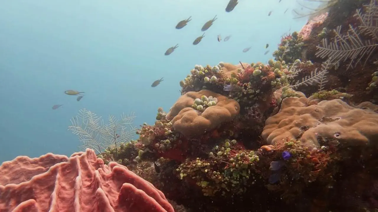 Cari Destinasi Wisata Bawah Laut Terindah di Indoneisa Lewat Blublub