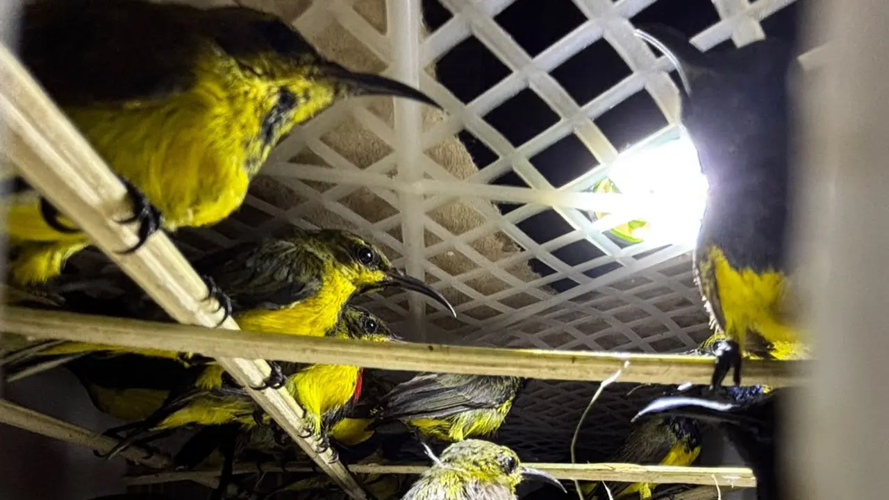991 burung kicau diselundupkan dari Sumatera ke Jawa