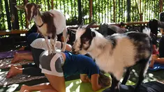 Dua ekor kambing Dwarf Nigeria menaiki tubuh peserta Yoga di Golden Road Pub di Los Angeles (7/5). Yoga bersama kambing yang kini menjadi tren di Amerika Serikat diselenggarakan oleh Hello Critter Goat Yoga. (AFP Photo/Mark Ralston)