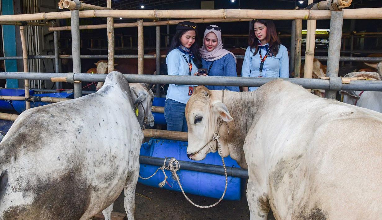 Sales Promotion Girl (SPG) dengan mengenakan kostum ala pramugari melayani calon pembeli di Mall Hewan Qurban H. Doni, Depok, Jawa Barat, Senin (11/5/2026). Penjualan hewan kurban menjelang Hari Raya Iduladha 1447 Hijriah mulai ramai di sejumlah wilayah Jabodetabek, termasuk di Depok. (merdeka.com/Arie Basuki)