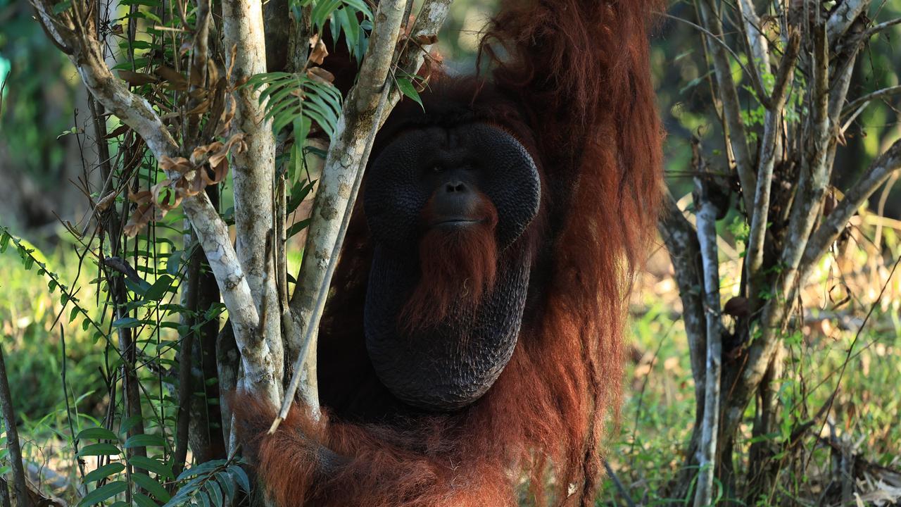 Pertamina Group Kembangkan Pusat Rehabilitasi Orang Utan di Kalimantan Timur