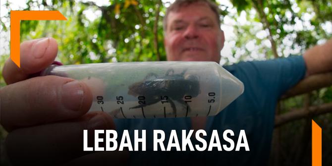 VIDEO: Lebah Raksasa Ditemukan di Indonesia