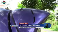 Memasuki musim penghujan, permukiman warga Desa Baleasri, Kecamatan Ngariboyo, Magetan, Jawa Timur, diserbu ulat-ulat. Kehadiran hama tersebut mengganggu aktivitas warga.