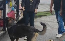 Aksi Anjing K9 Polri Gagalkan Penyelundupan Narkoba di Pelabuhan Bakauheni