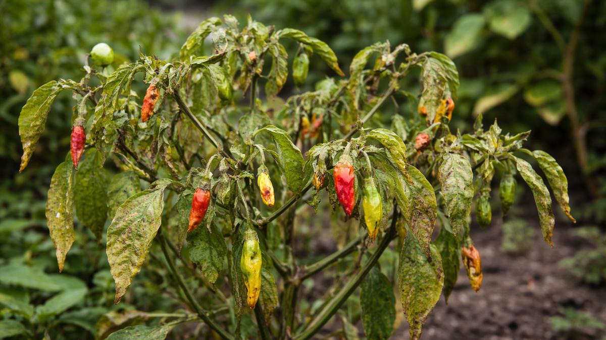 7 Penyebab Cabai Buahnya Kecil-Kecil dan Cara Mengatasinya agar Panen Besar