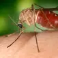 Setiap tahun, malaria menjadi penyakit di lebih dari 200 juta orang di seluruh dunia dan menyebabkan 600.000 kematian. 