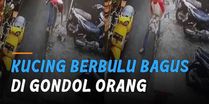 VIDEO: Sedang Asyik di Pinggir Jalan, Kucing Berbulu Bagus Digondol Orang Tak Dikenal