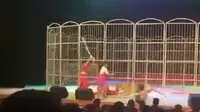 Kelelahan, Macan Sirkus Ini Serang Pelatih Saat Pertunjukan 