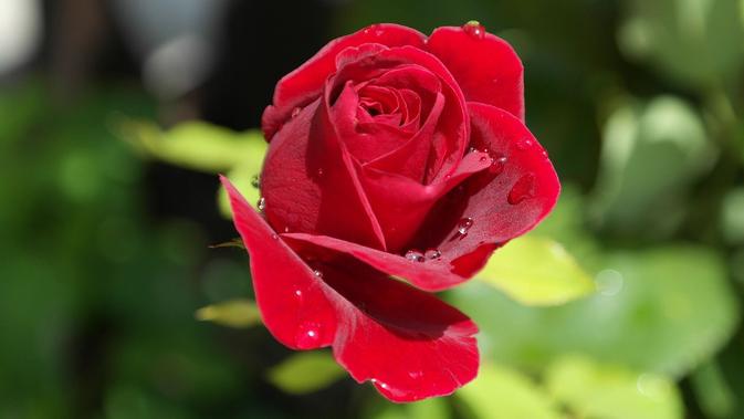32 Kata kata  Indah  tentang Mawar Simbol Cinta dan Ratu 