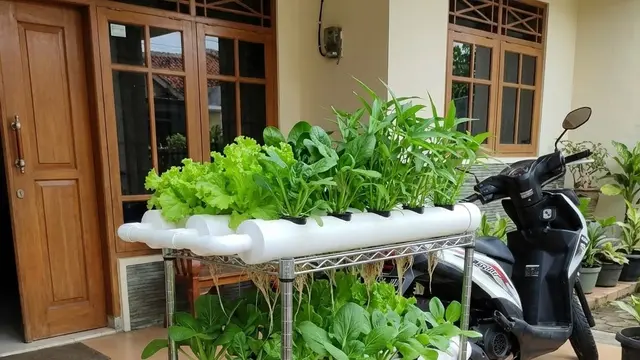 Kebun Sayur Mini Hidroponik Sederhana