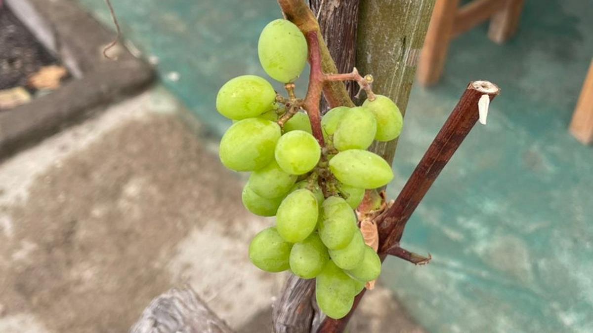 6 Jenis Anggur yang Mudah Berbuah dan Cocok di Iklim Tropis, Jadi Rekomendasi Berkebun