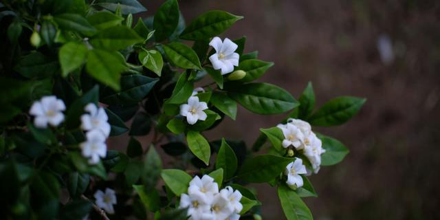 11 Pohon Wangi Alami untuk Halaman Rumah Tanpa Perlu Pengharum Buatan, Ciptakan Suasana Asri