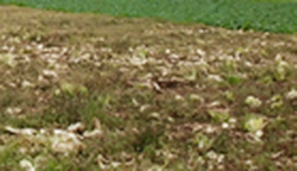 liputan6