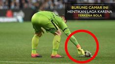 Pertandingan antara Melbourne City melawan Sydney FC sempat terhenti akibat burung camar yang terluka usai terkena bola