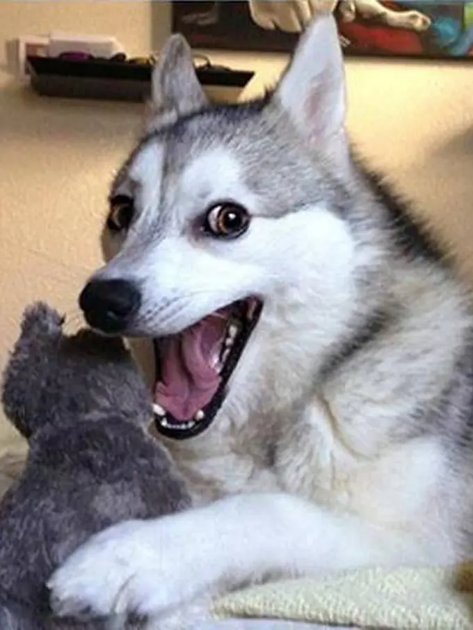 10 Jokes dari Si Anjing Jayus Bakal Bikin Malam Takbiranmu Ceria