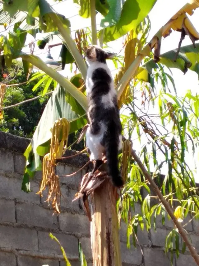 6 Tingkah Kucing Panjat Pohon Pisang Ini Bikin Geleng Kepala