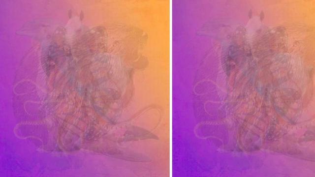 Hewan Pertama yang Dilihat dalam Ilusi Optik Ini Ungkap Kepribadianmu yang Sebenarnya