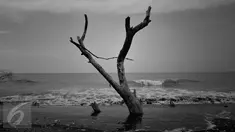 JEJAK - Pohon tua mati berada di lokasi Pantai Beting Muara Gembong menjadi artefak bahwa dulunya daratan dan lautan mempunyai jarak, tapi kini bibir lautan dan daratan telah menyatu. (Liputan6.com/Gempur M Surya)