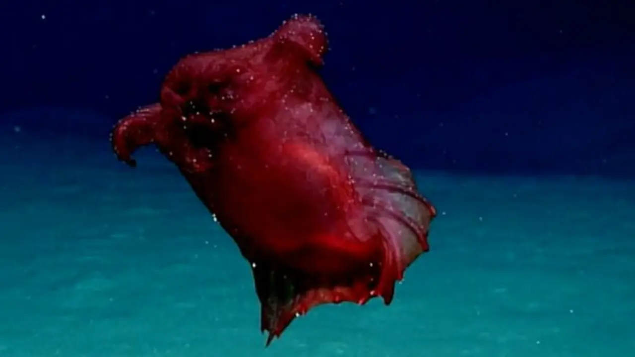 Monster Ayam Tanpa Kepala Ditemukan Peneliti Australia (Foto: NOOA/antartica.go.au)