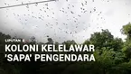 Apa jadinya jika Anda berkendara dan bisa melihat langsung gerombolan kelelawar beterbangan hingga monyet-monyet liar turun ke jalanan? Ini jadi pemandangan utama di jalan lintas di Pidie.