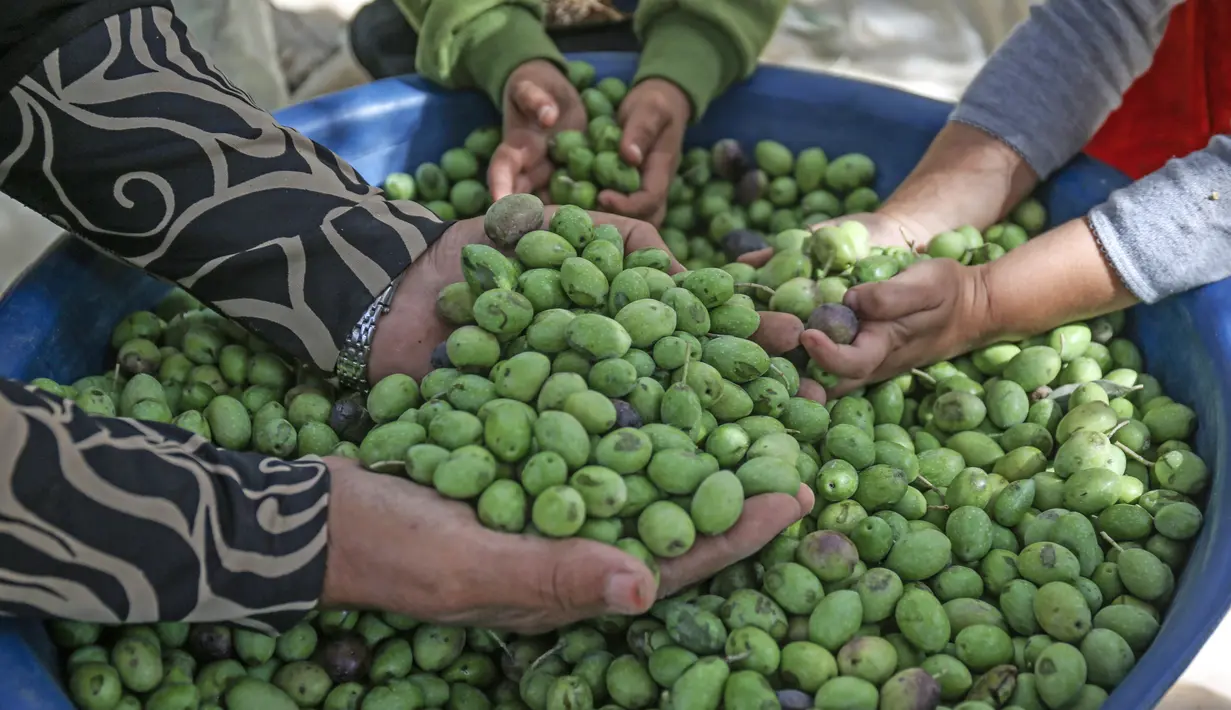 Sebuah keluarga Palestina memilah zaitun memilah buah zaitun selama musim panen di sebuah kebun zaitun di Khan Younis, Jalur Gaza Selatan pada 6 Oktober 2019. Musim panen buah zaitun adalah kesempatan untuk memperoleh uang di tengah kondisi hidup dan ekonomi menyedihkan. (SAID KHATIB/AFP)
