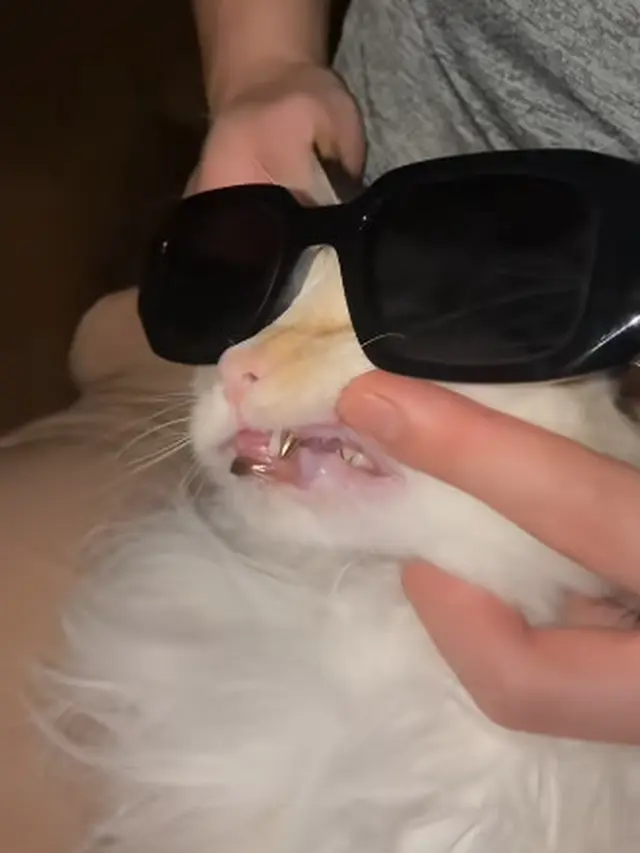 Gigi Emas Kucing