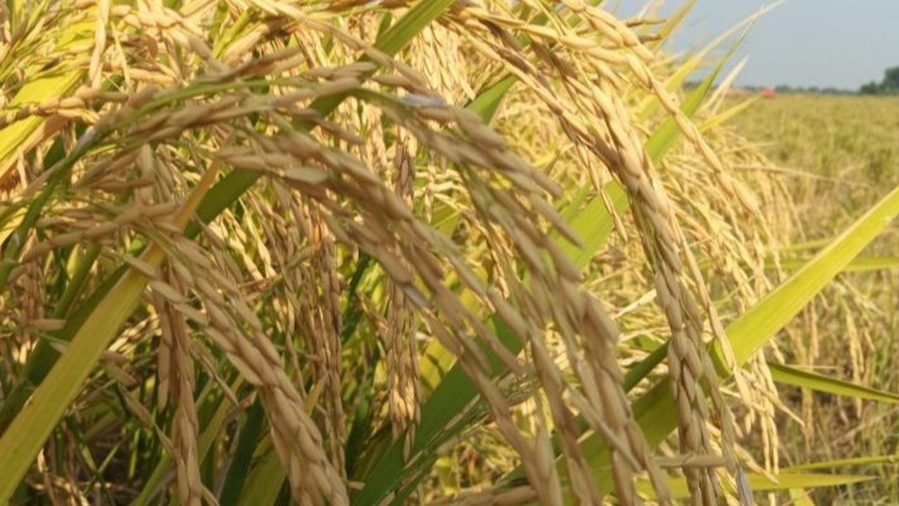 Panduan Lengkap Cara Membayar Fidyah dengan Benar: Ketahui Besaran hingga Waktu yang Tepat Membayarnya