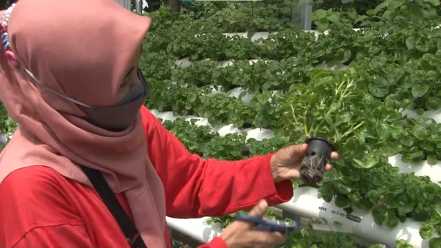 Kampung Hidroponik di Surabaya, Jawa Timur