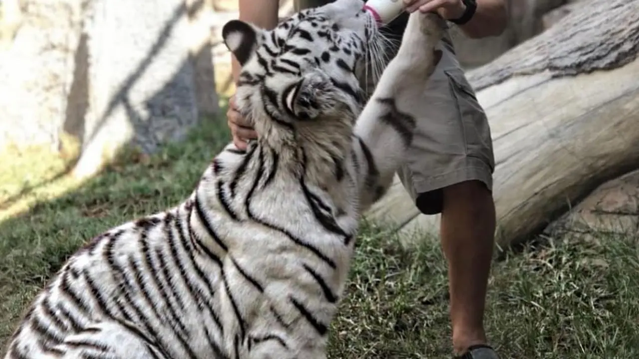 Peman Bola yang Bermain dengan Harimau