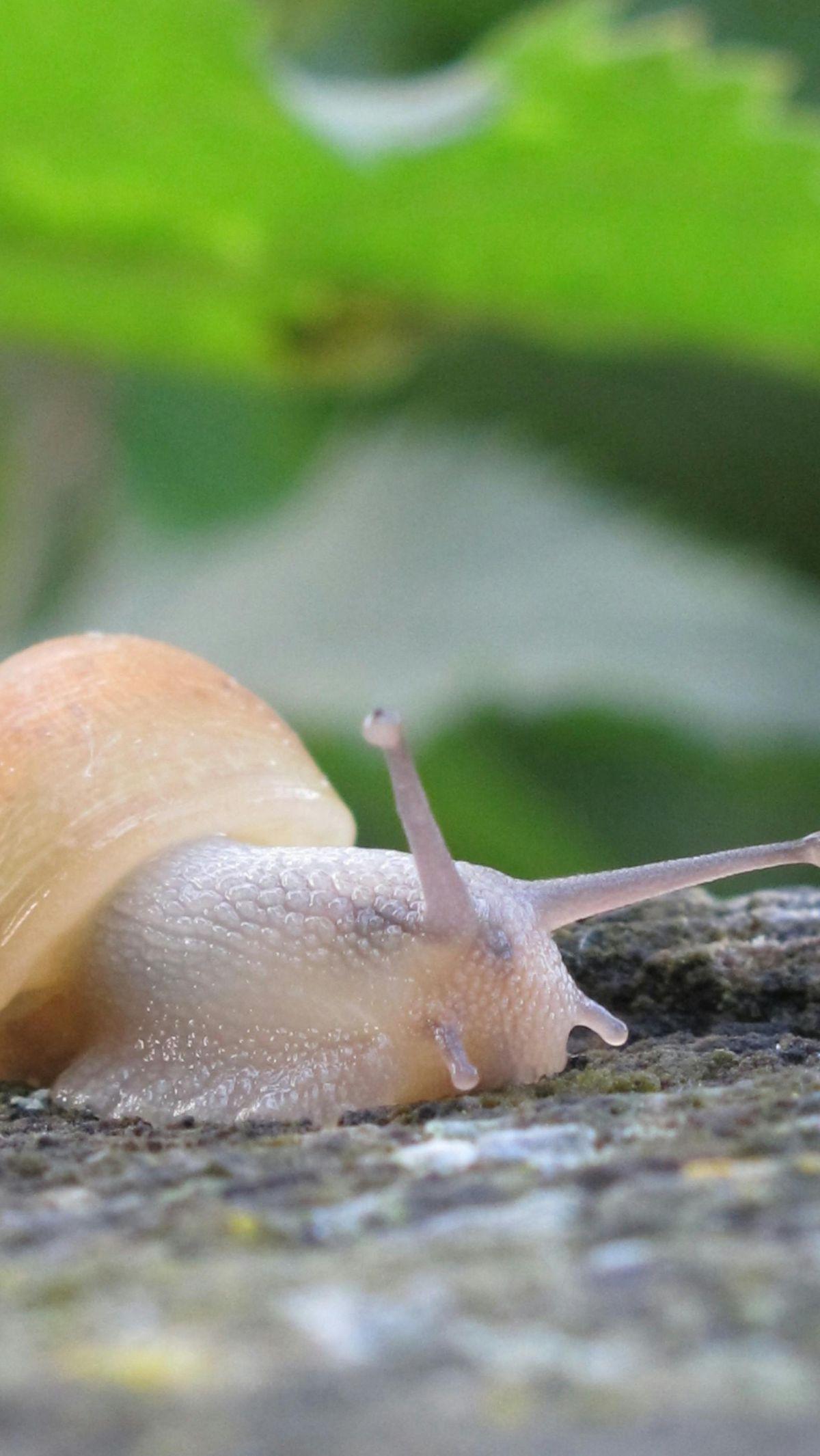 <b>Siput</b>