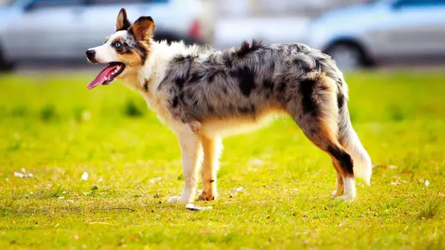 Australian Shepherd