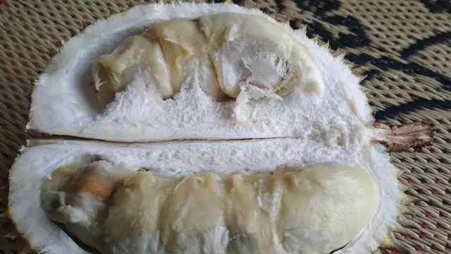Pohon Durian di Kabupaten Majalengka ini diyakini berusia 2,5 Abad