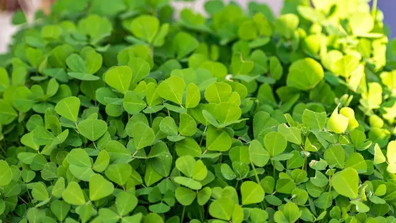 Manfaat Air Rebusan Daun Herbal, Cara Alami Turunkan Kolesterol Tinggi yang Perlu Anda Ketahui