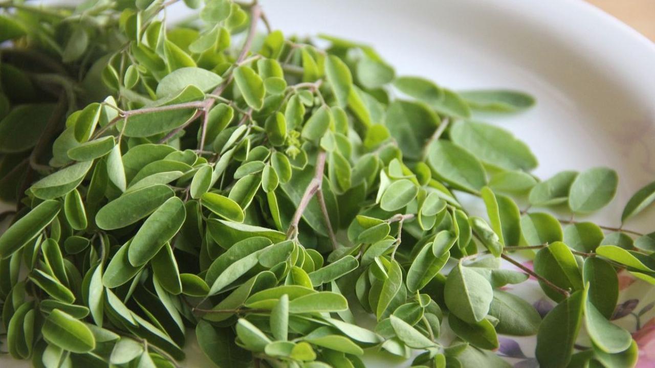 7 Daun di Sekitar Rumah Ini Ternyata Bisa Munurunkan Kadar Gula Darah, Ini Resep Sederhananya