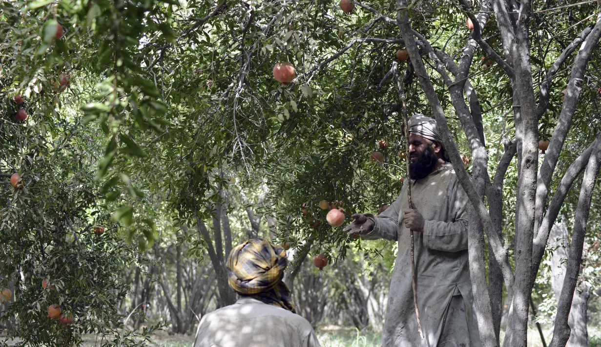 Pekerja memanen buah delima dari pohon di desa Mazara di distrik Arghandab, Kandahar (5/10/20210). Buah delima merupakan salah satu komoditas unggulan Afghanistan. (AFP/ Javed Tanveer)