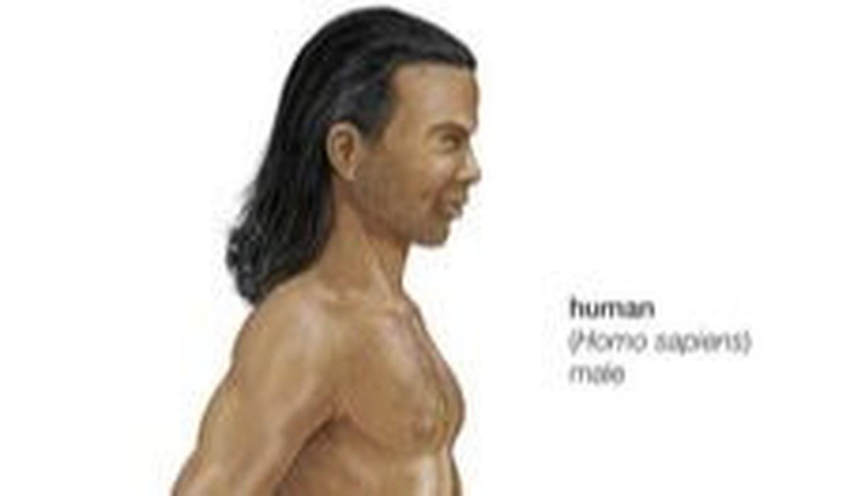 Pengertian Homo Sapiens