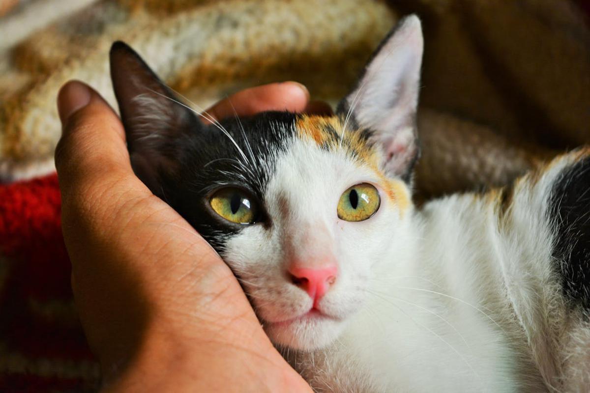 Ilustrasi Kucing Peliharaan