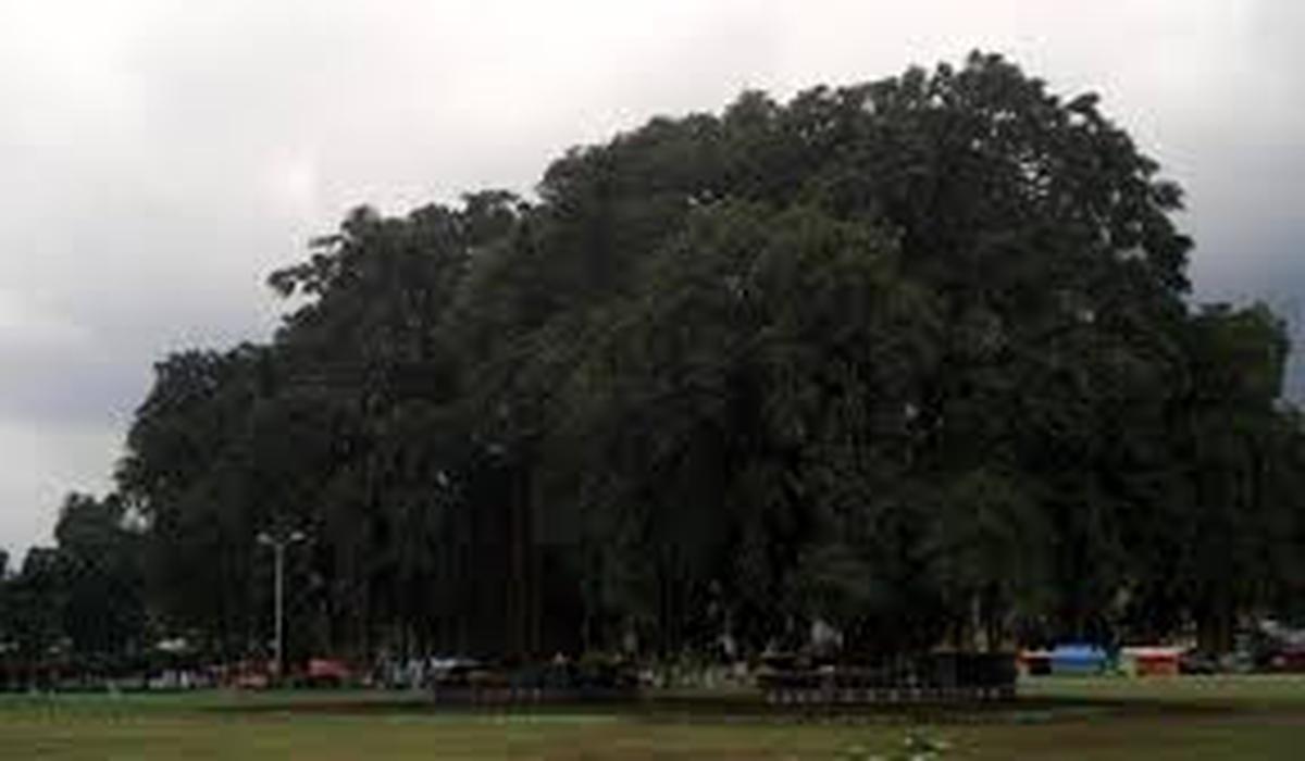 Pohon Beringin