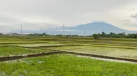 Lahan sawah di Kabupaten Demak, Jawa Tengah.
