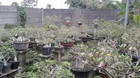 Pesona Adenium Belum Tamat, Siapa Berminat?