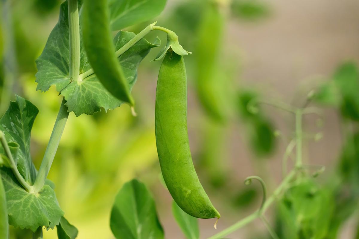 Ilustrasi Tanaman Kacang Polong/Photo by Michelle Tresemer on Unsplash