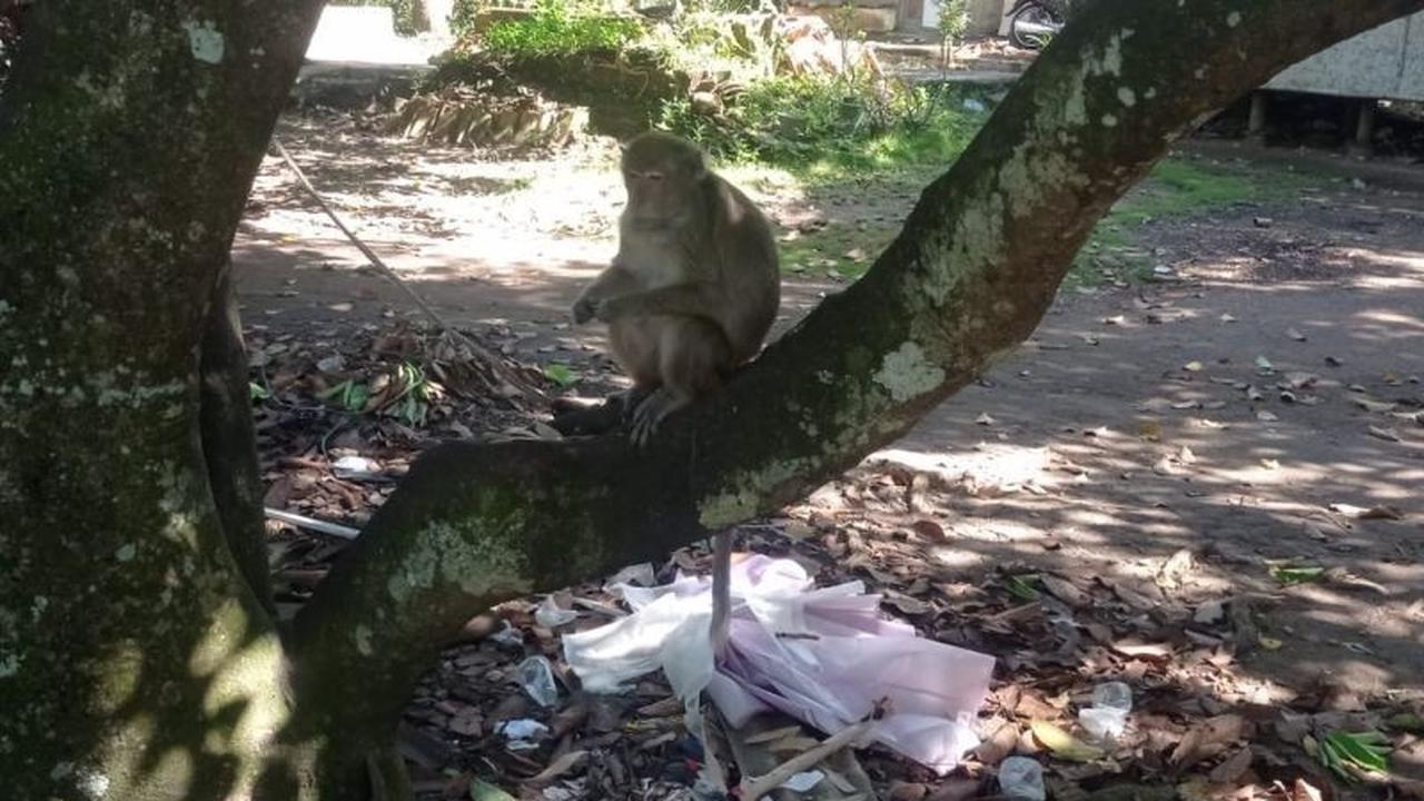 Petani Lebak Merana: Serangan Monyet Liar Ludeskan Tanaman Siap Panen, Kerugian Tak Terhindarkan!