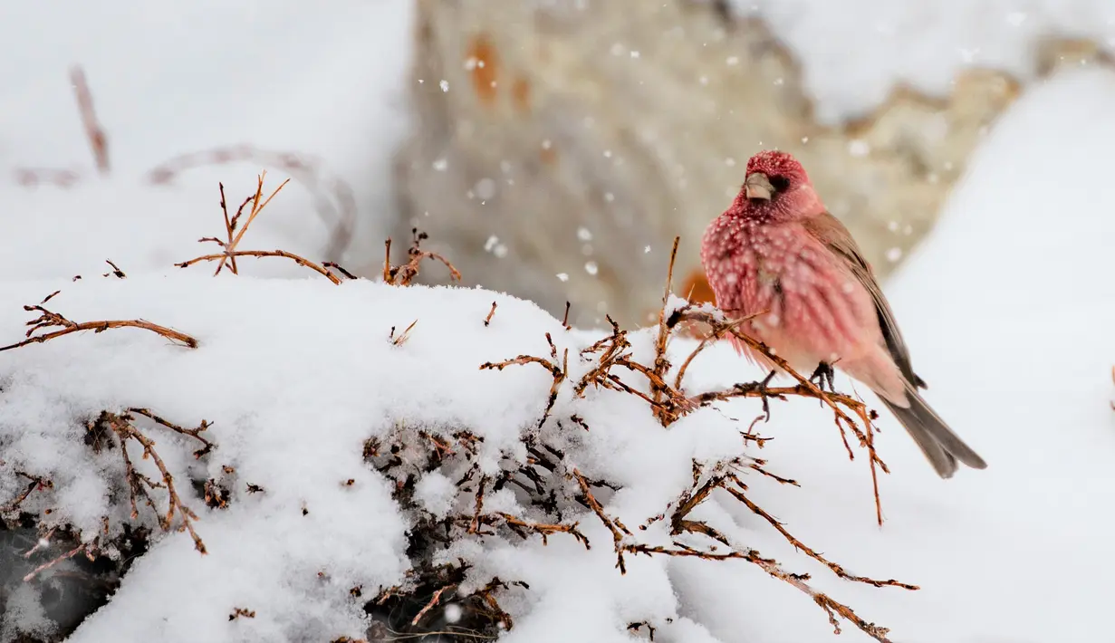 Seekor burung great rosefinch (carpodacus rubicilla) terlihat di Cagar Alam Nasional Gunung Qomolangma di Daerah Otonom Tibet, China barat daya, pada 2 Mei 2020. (Xinhua/Purbu Zhaxi)