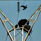 Seekor beruang lapar terekam sedang memanjat menara listrik tegangan tinggi hanya untuk mencuri sejumlah telur burung gagak.