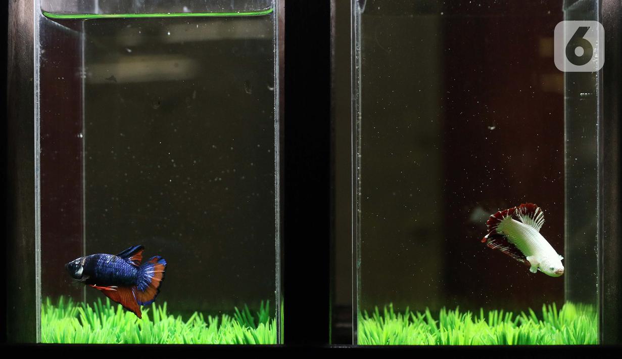 440+ Gambar Ikan Cupang Dan Jenisnya HD Terbaru