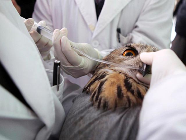 Rs Hewan Ugm Bakal Berskala Internasional Health Liputan6 