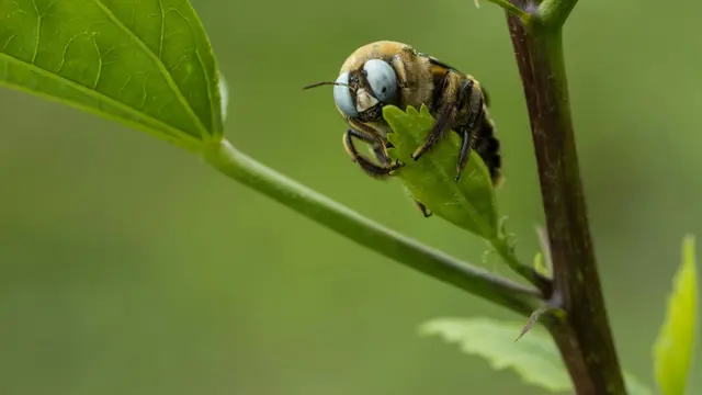 Carpenter Bee