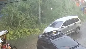 Pohon Raksasa di Taman Balita Tumbang, Satu Korban Terluka