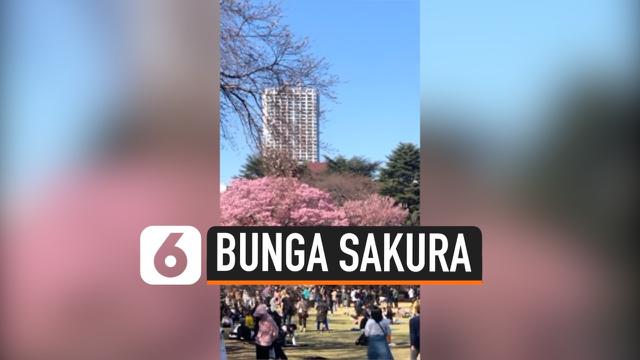 Berita Sakura Hari Ini Kabar Terbaru Terkini Liputan6 Com